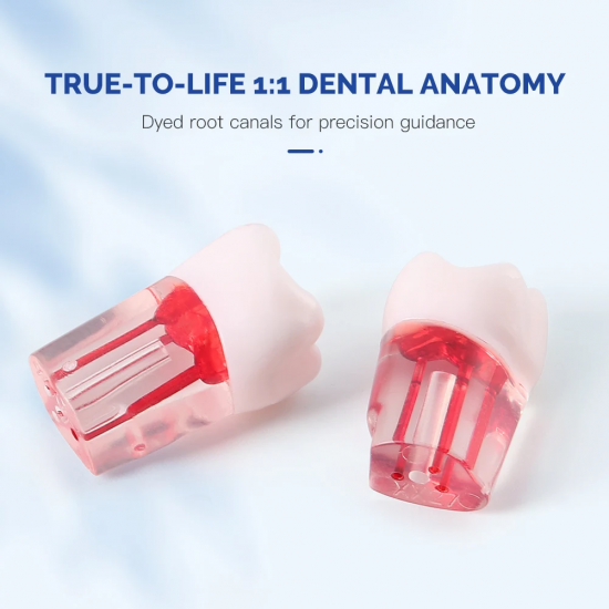 Endodontic Teeth Model 28pcs/set Endodontic Teeth Model 28pcs/set