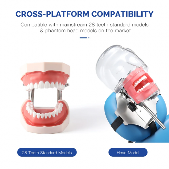 Endodontic Teeth Model 28pcs/set Endodontic Teeth Model 28pcs/set